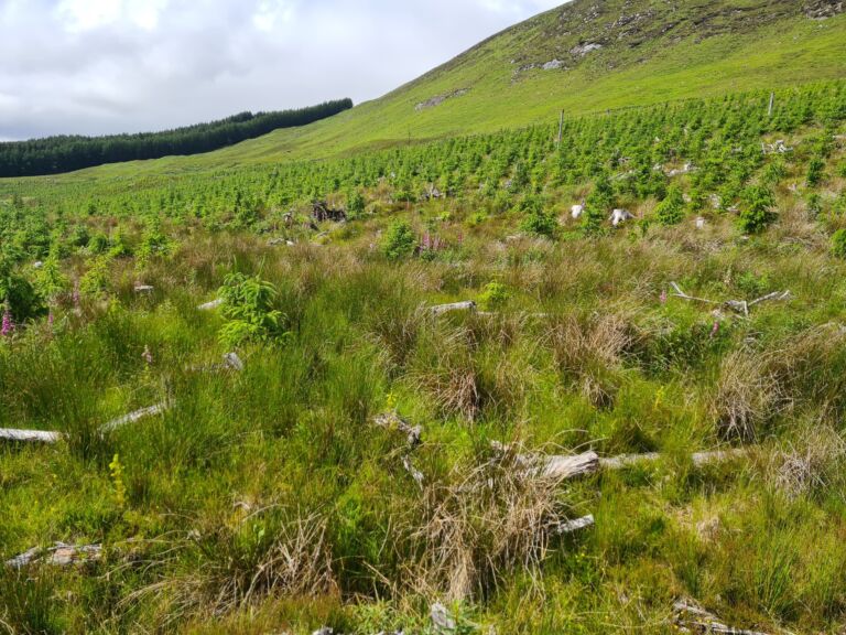 Dosmuckeran Forest 20220621_132155