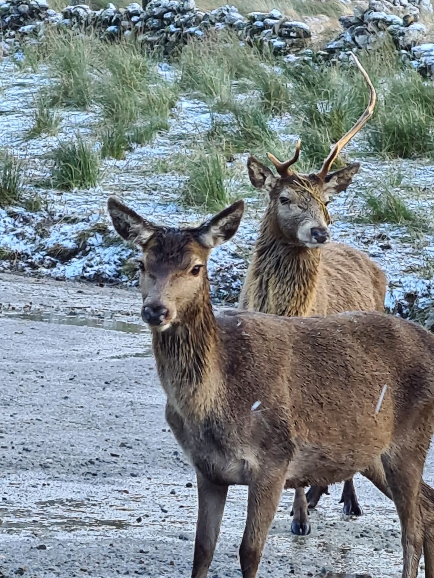 Local visitors