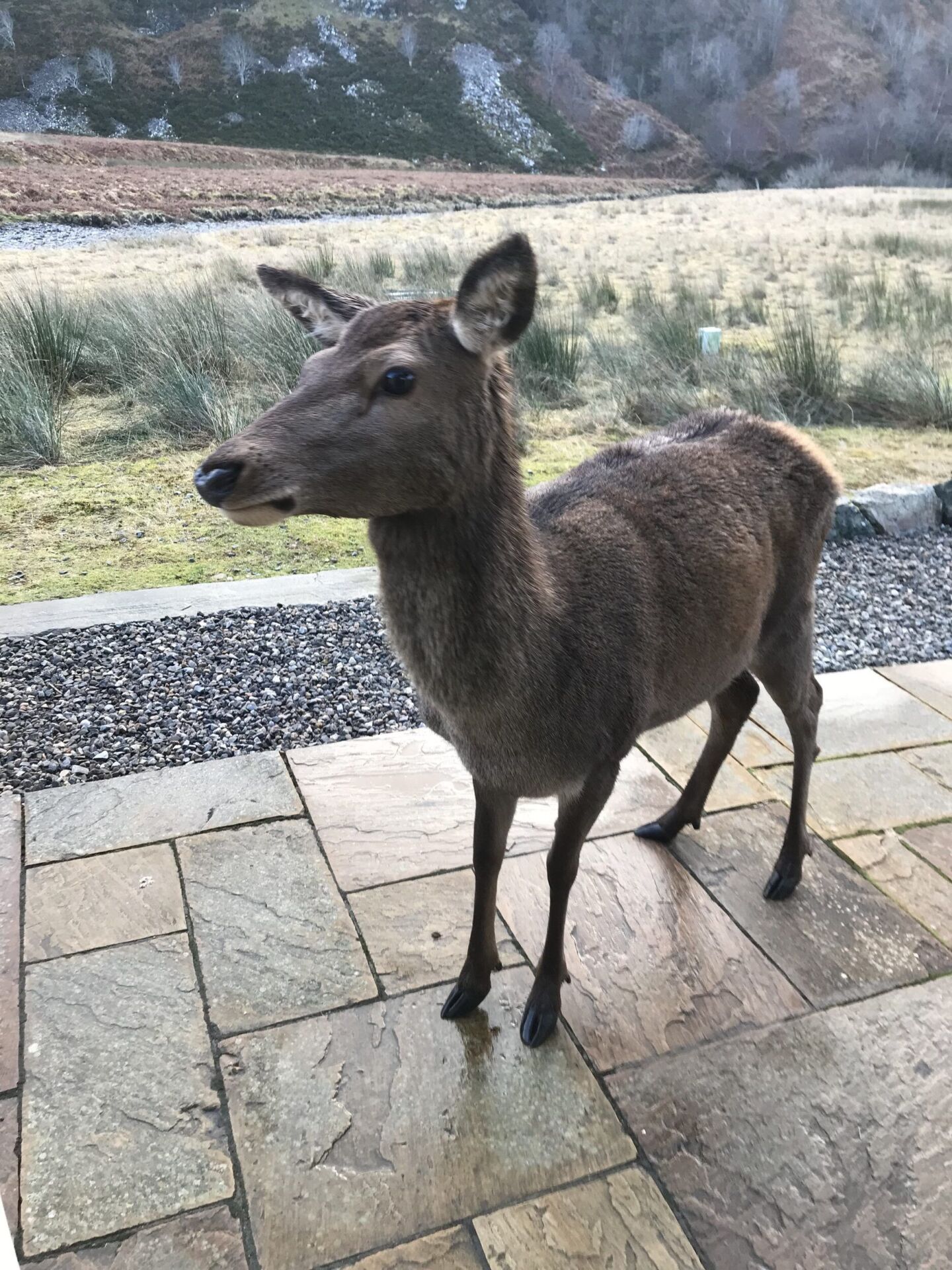 Local visitors